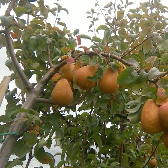 Pyrus communis 'Bronce Birne'