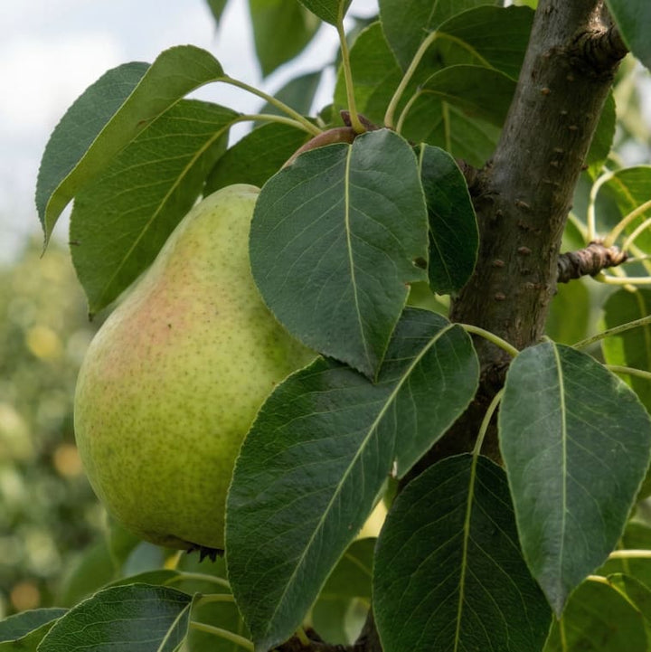 Pyrus communis 'Condo'