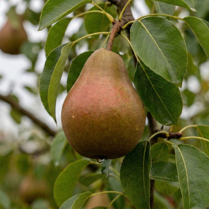 Pyrus communis 'Gellerts Butterbirne'