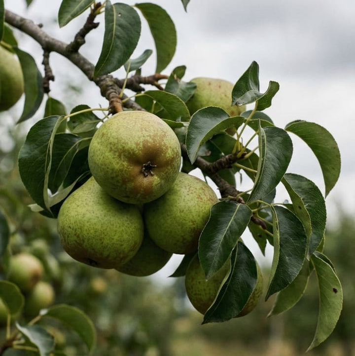 Pyrus communis 'Gräfin von Paris'