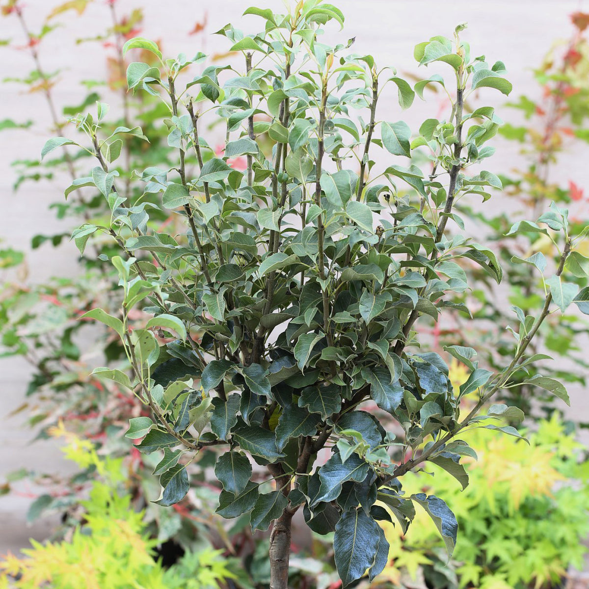 Blätter der Pyrus communis 'Luisa'