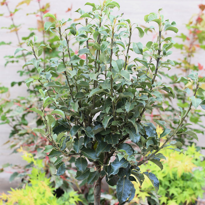 Blätter der Pyrus communis 'Luisa'