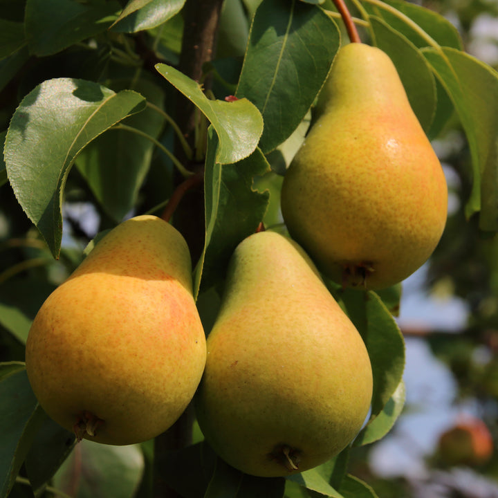 Früchte der Pyrus communis 'Luisa'