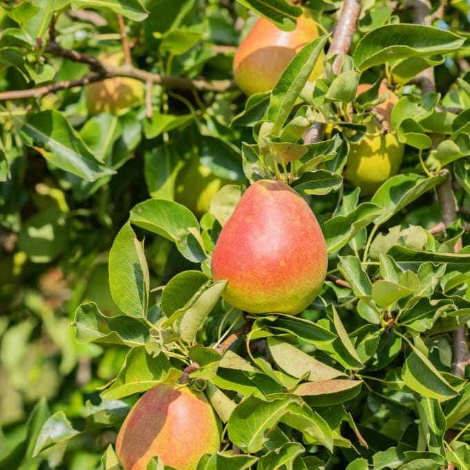 Pyrus communis 'Nordhäuser Winterforelle'