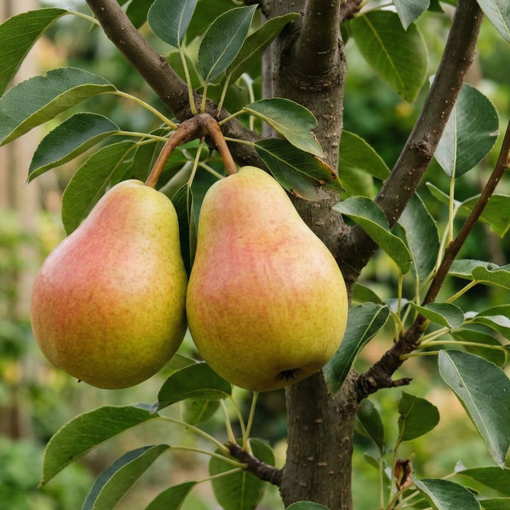 Pyrus communis 'Obelisk'