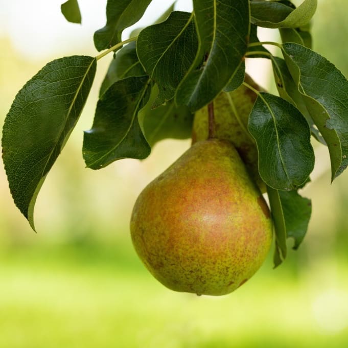 Pyrus communis 'Petersbirne'