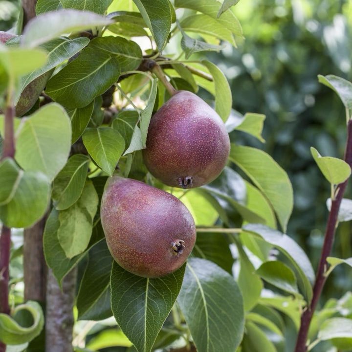 Pyrus communis 'Rote Williams Christbirne'