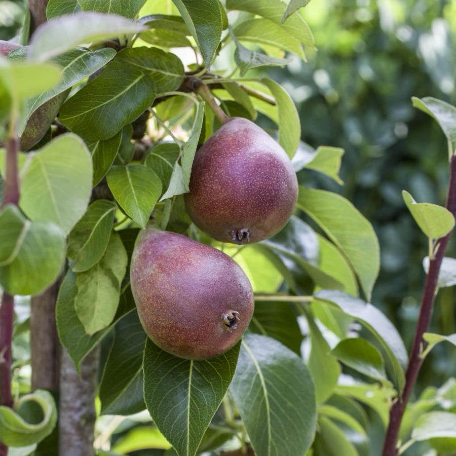 Pyrus communis 'Rote Williams Christbirne'