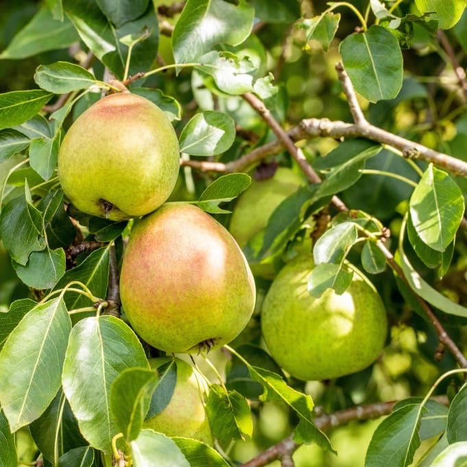 Pyrus communis 'Vereins Dechantsbirne'