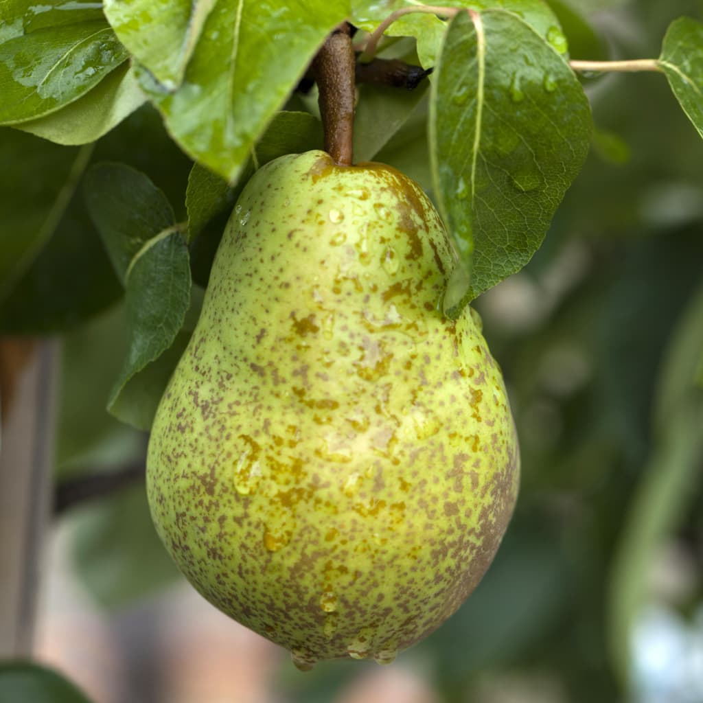 Pyrus communis 'Williams Christbirne'
