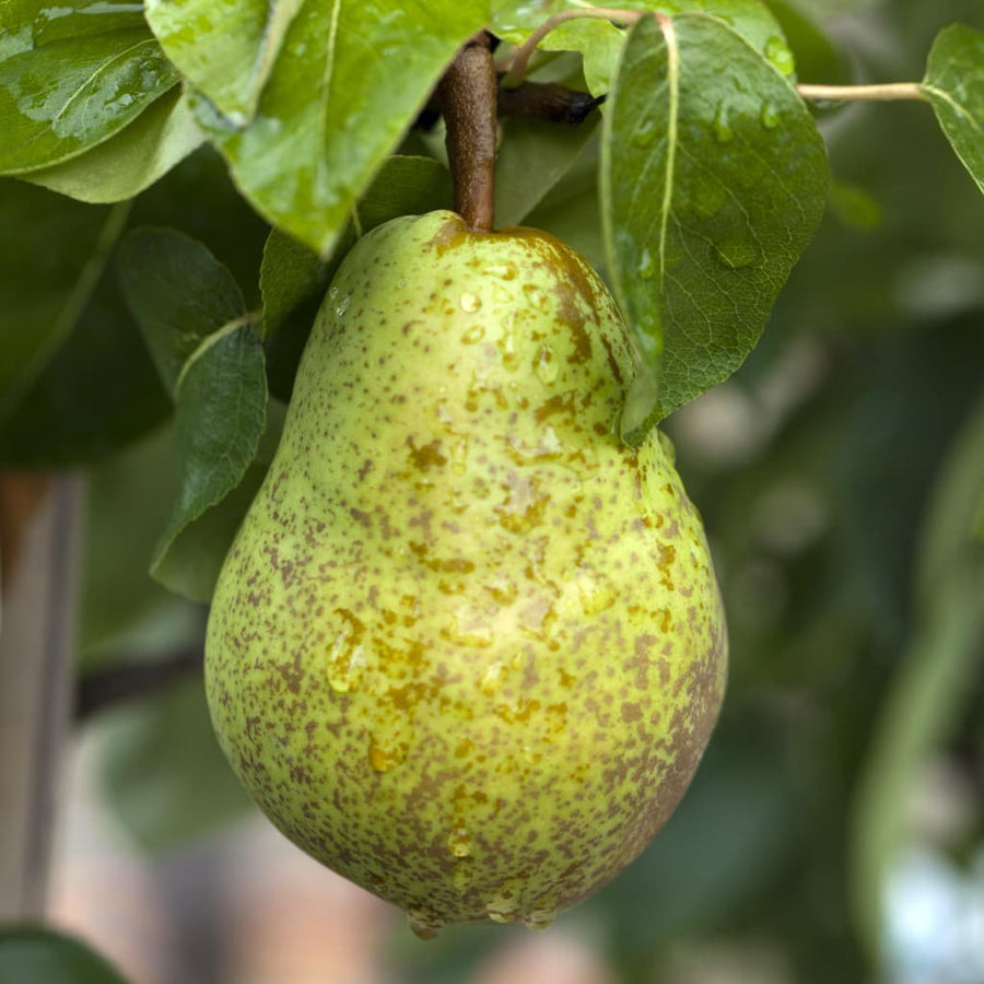 Pyrus communis 'Williams Christbirne'