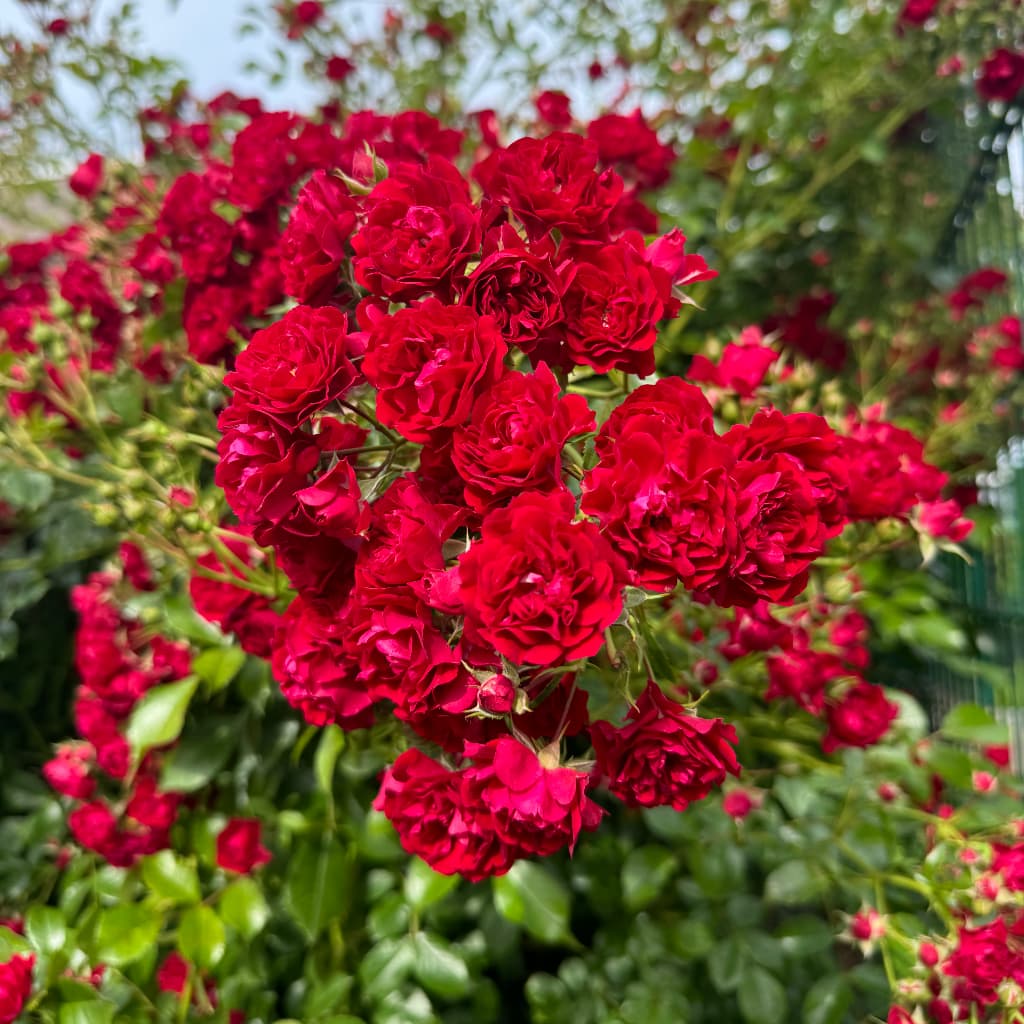 Ramblerrose 'Crimson Siluetta'® Karminrot