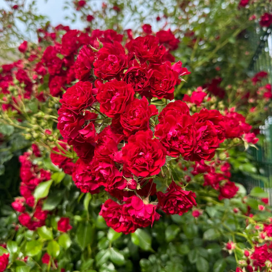 Ramblerrose 'Crimson Siluetta'® Karminrot