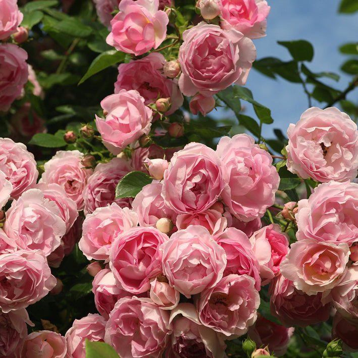 Ramblerrose 'Jasmina'® mit violett-rosa Blüten