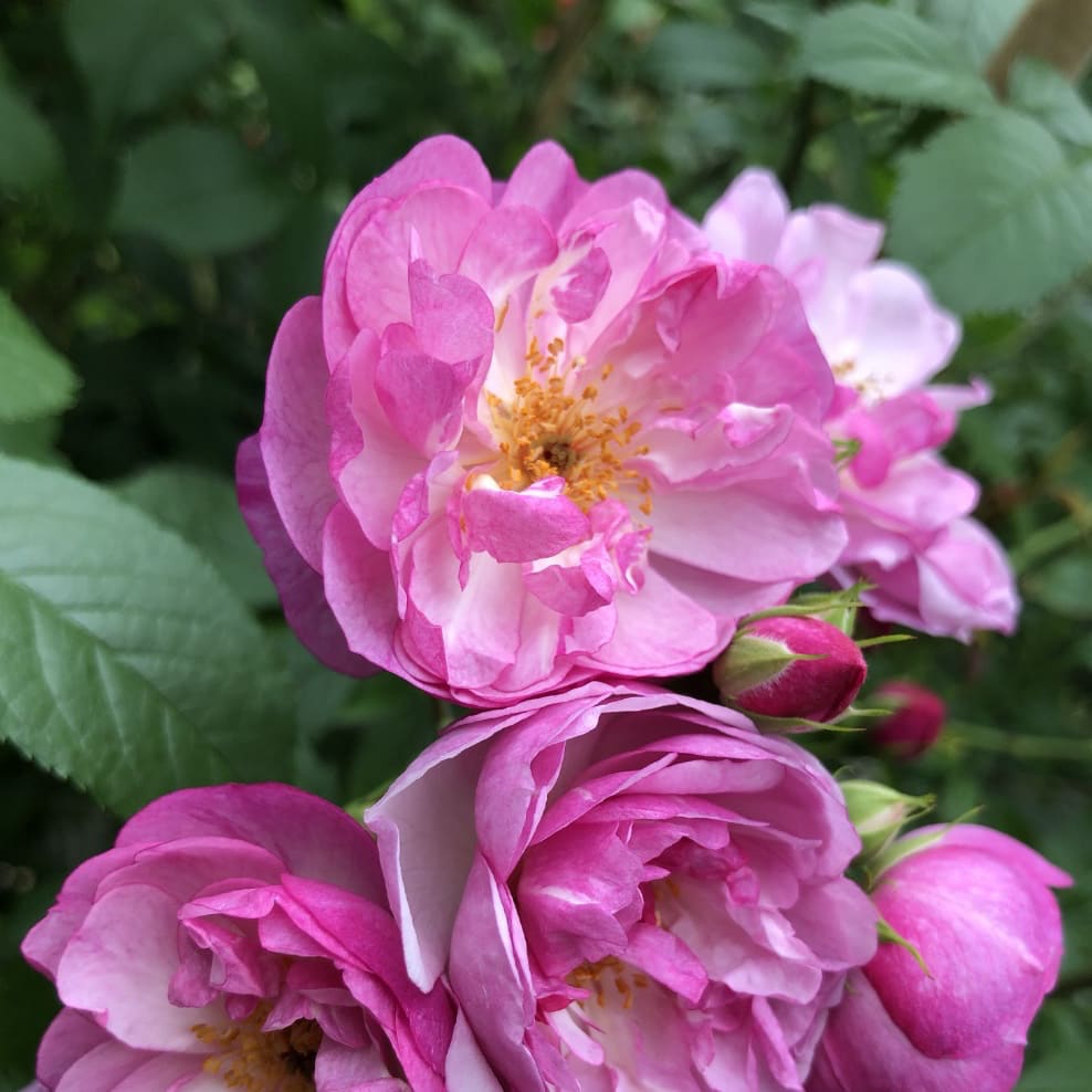 Ramblerrose 'Lavender Siluetta'® Fliederfarben
