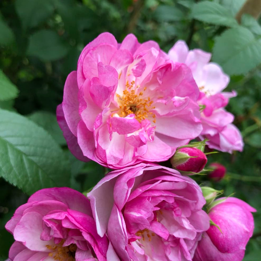 Ramblerrose 'Lavender Siluetta'® Fliederfarben