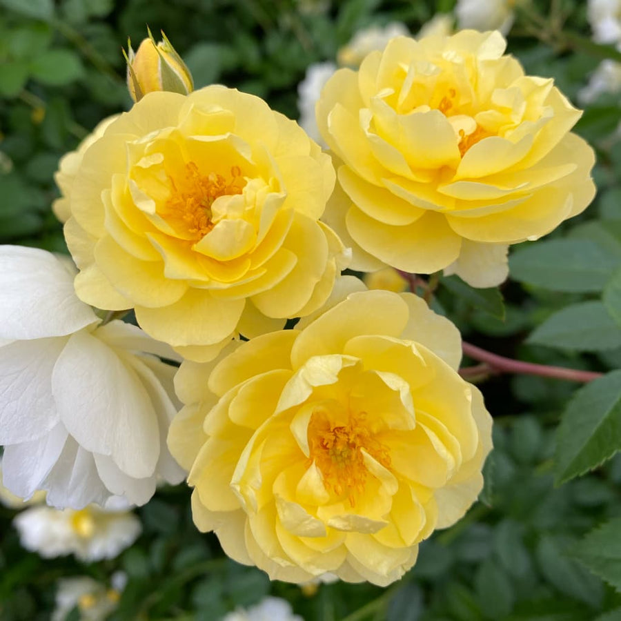Ramblerrose 'Lemon Siluetta'® Zitronengelb