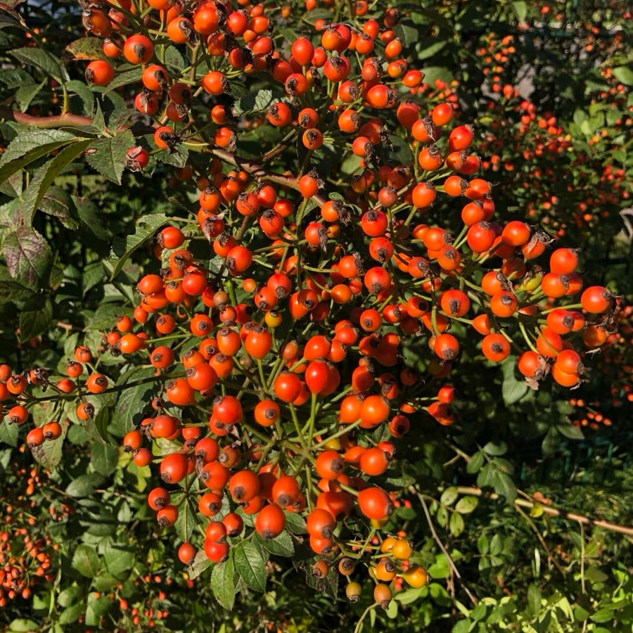 Ramblerrose 'Natura Siluetta'® Weiß