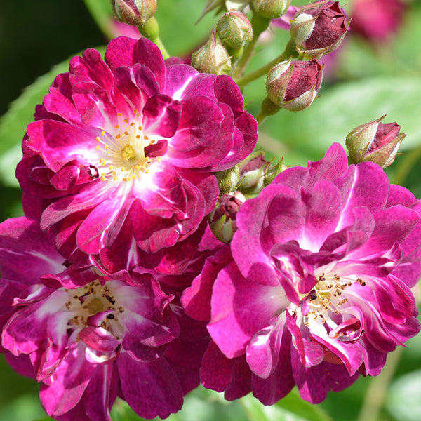 Ramblerrose 'Perennial Blue'® in Blüte