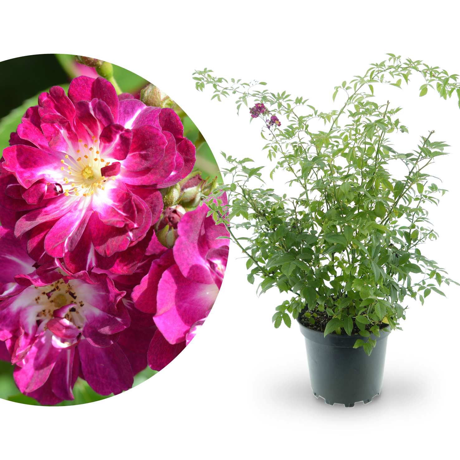 Ramblerrose 'Perennial Blue'® Lila-Rosa