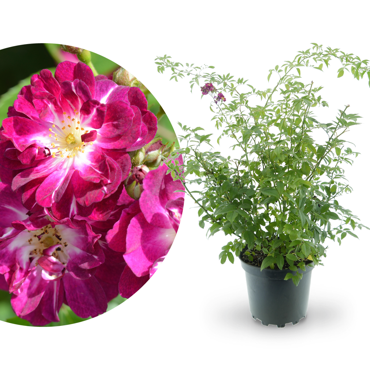 Ramblerrose 'Perennial Blue'® Lila-Rosa