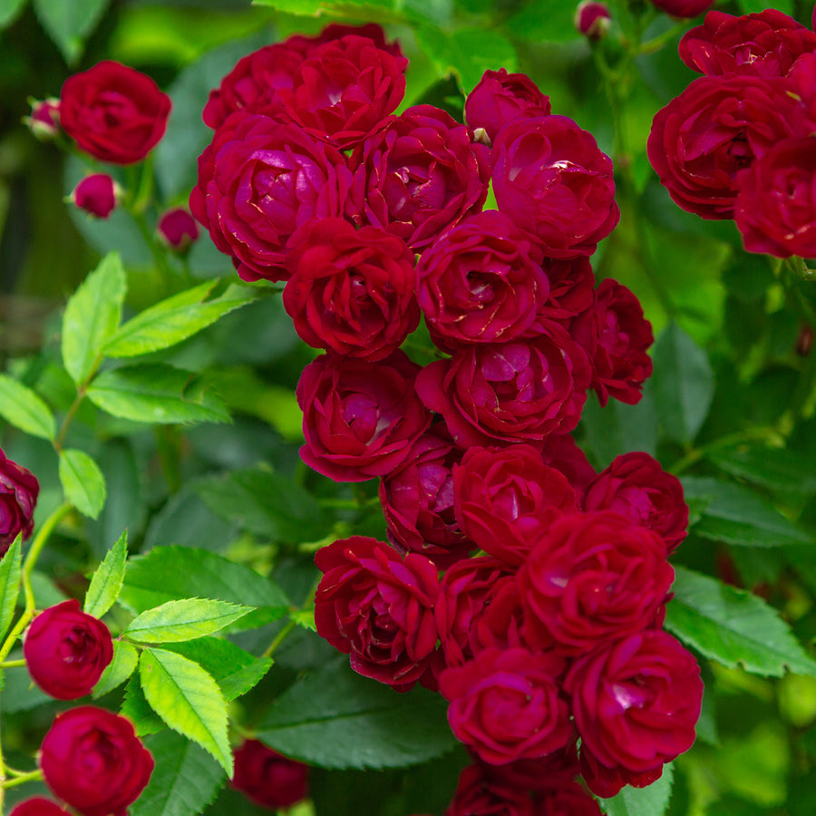 Blüte der Ramblerrose 'Perennial Domino'®
