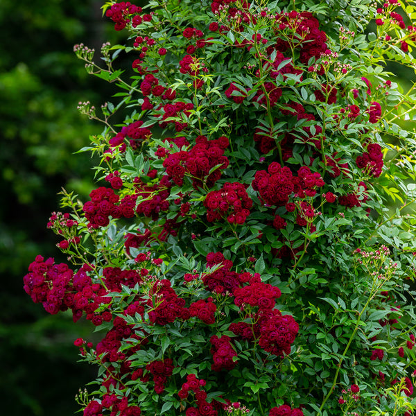 Ramblerrose 'Perennial Domino'® im Garten