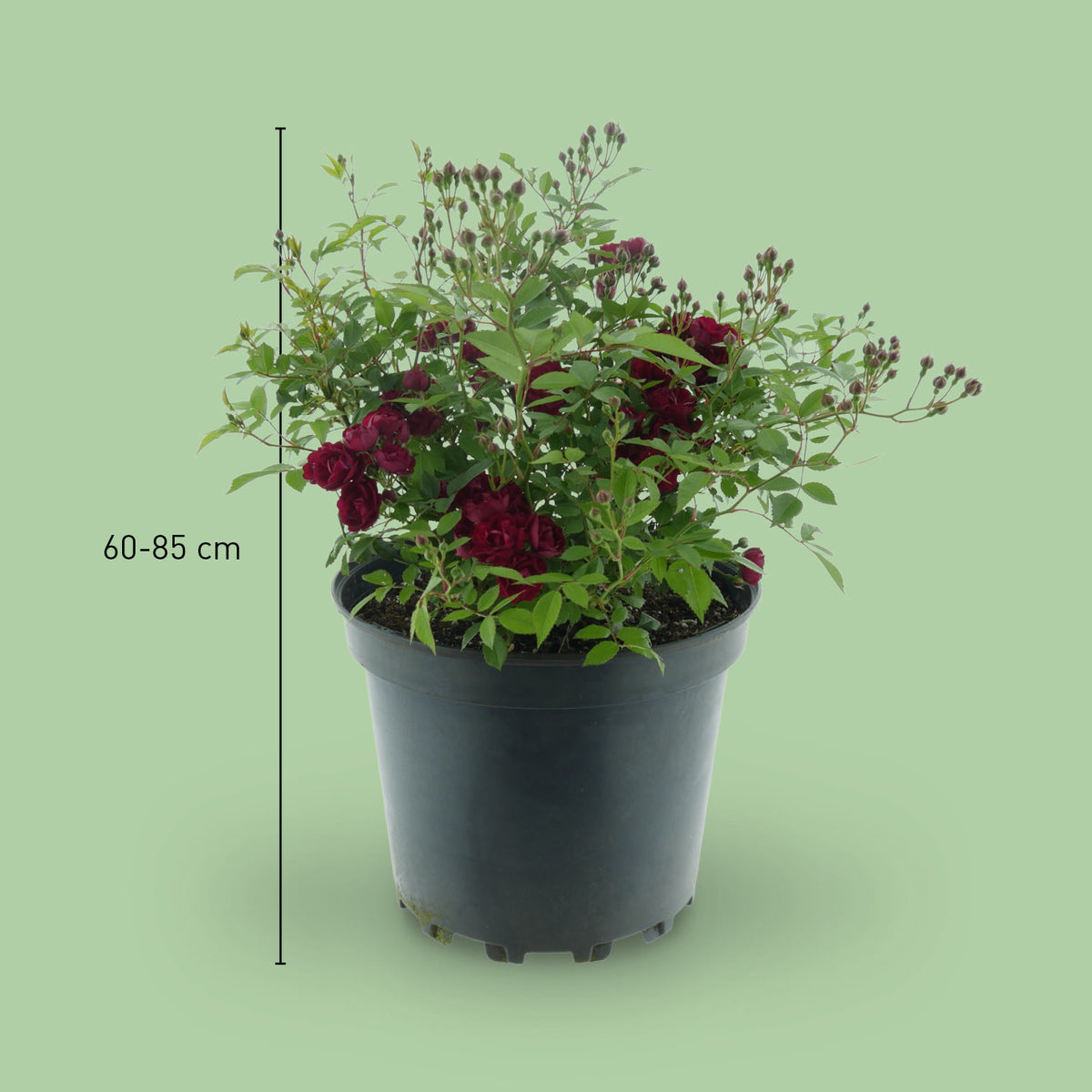 Größe der Ramblerrose 'Perennial Domino'®