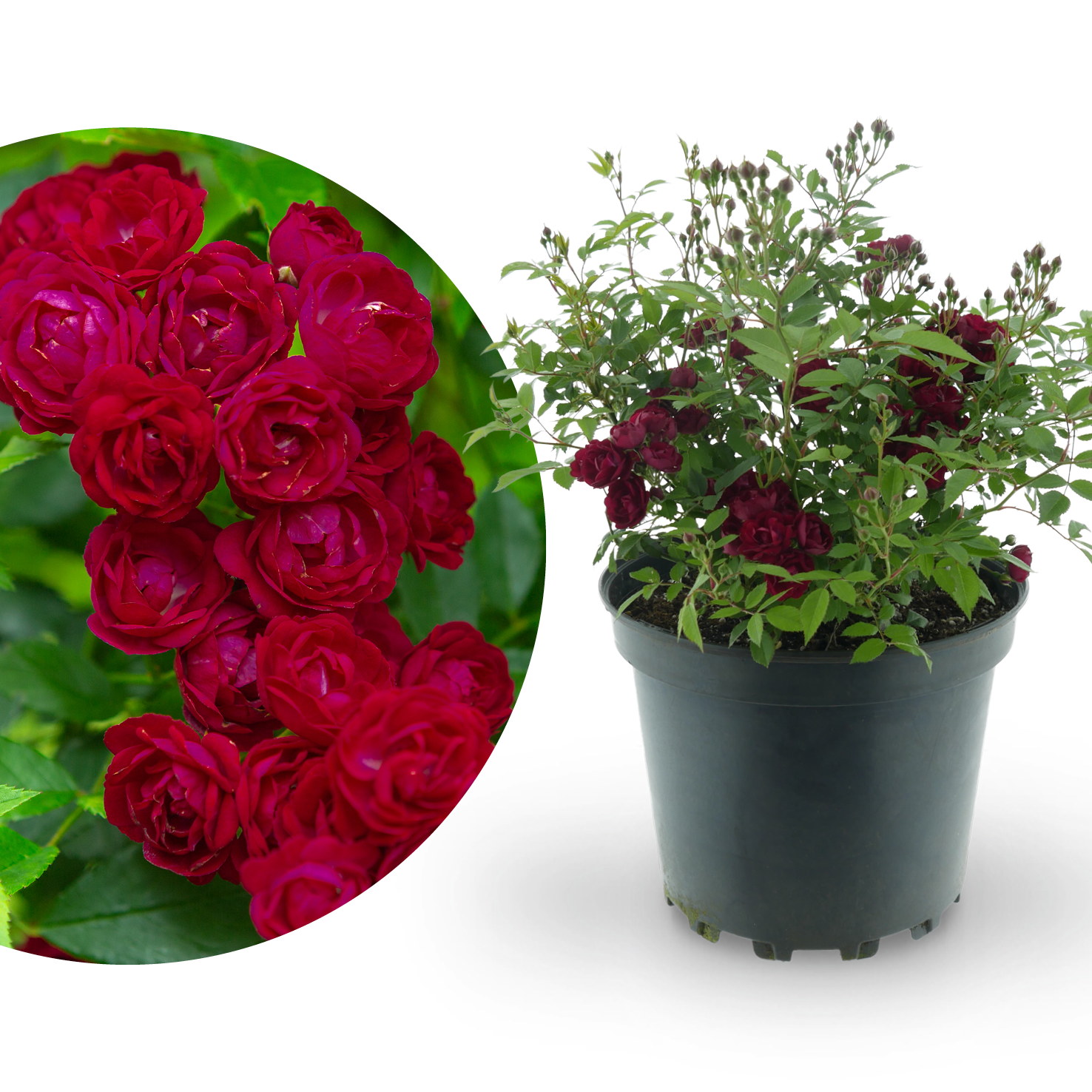 Ramblerrose 'Perennial Domino'® Magentarot