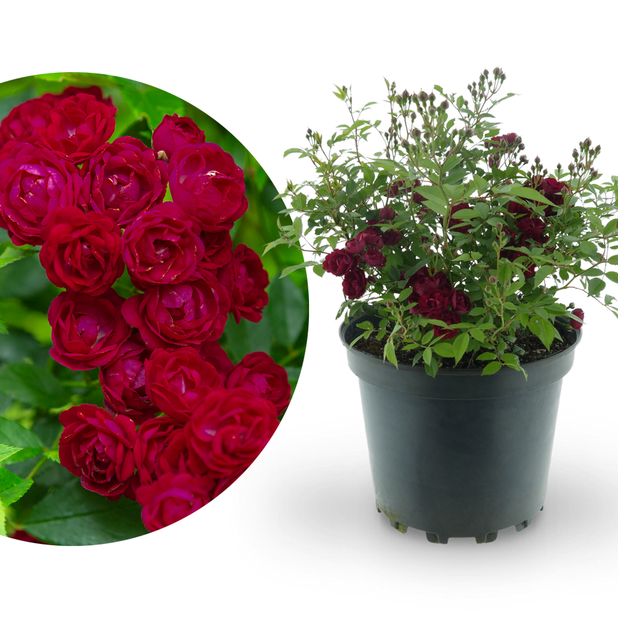 Ramblerrose 'Perennial Domino'® Magentarot