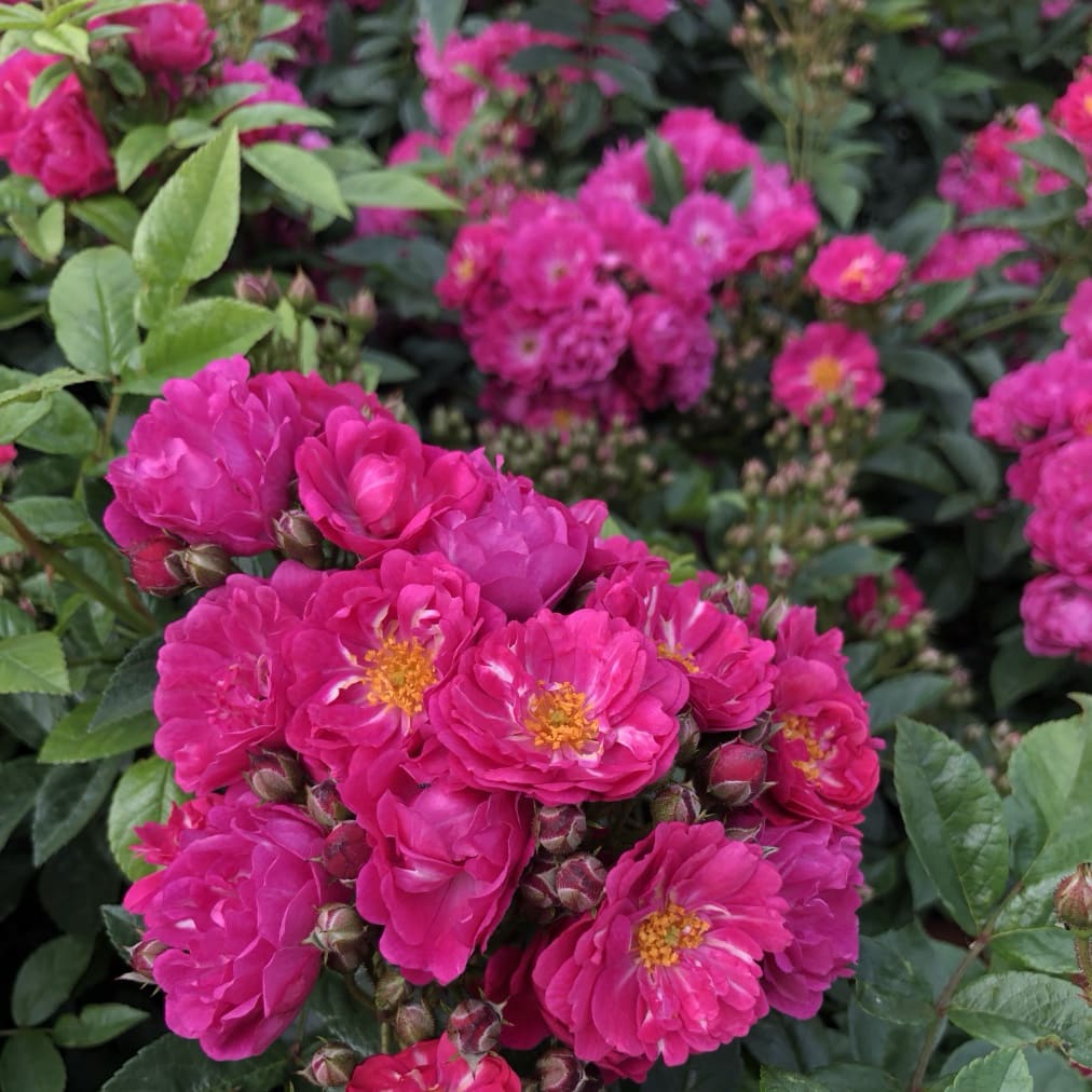 Ramblerrose 'Perfumy Siluetta'® Pink-Violett