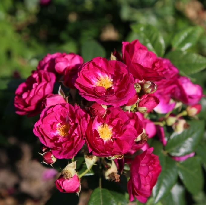 Ramblerrose 'Purple Siluetta'® Purpur-Violett