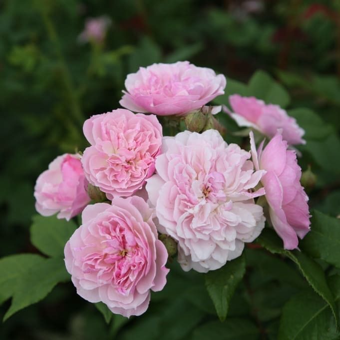 Ramblerrose 'Romantic Siluetta'® Pastellrosa