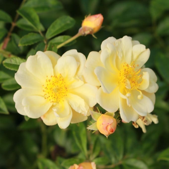 Ramblerrose 'Sunny Siluetta'® Goldgelb