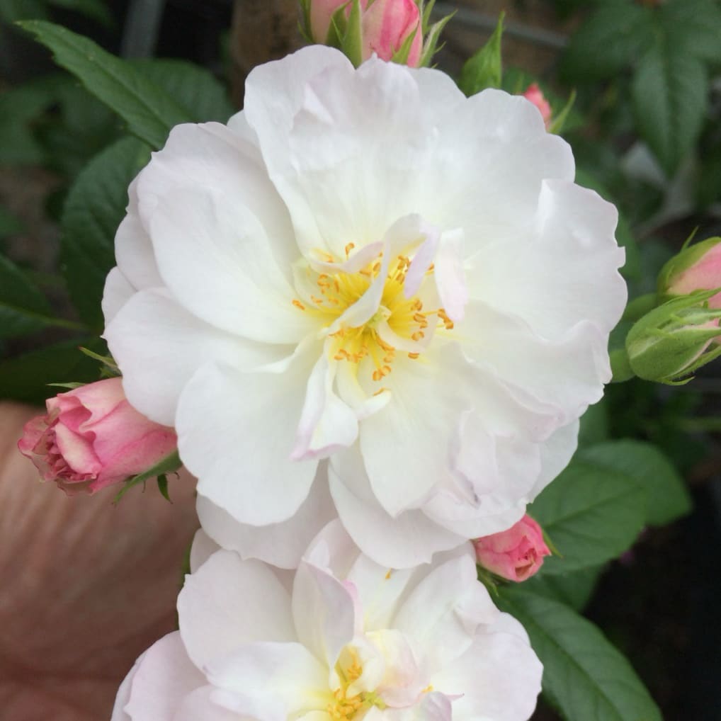 Ramblerrose 'Sweet Siluetta'® Weiß-Rosa