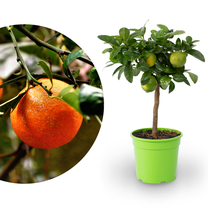 Rangpur-Limetten LIME TIME® 'Osbeck' als Stamm