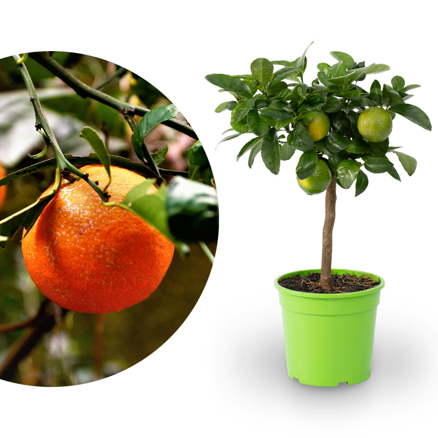 Rangpur-Limetten LIME TIME® 'Osbeck' als Stamm