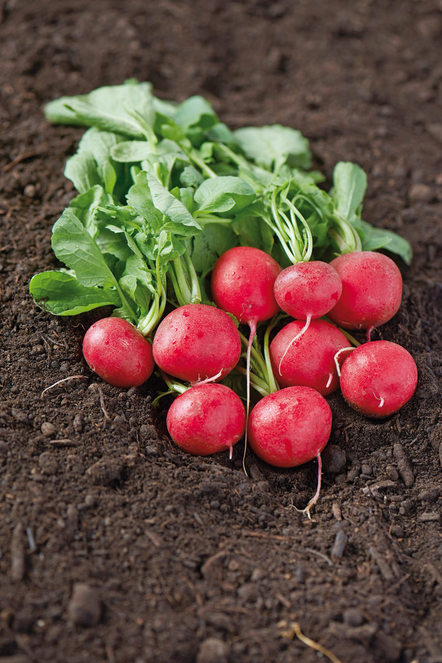 Raphanus sativus var. sativus 'Rudi'