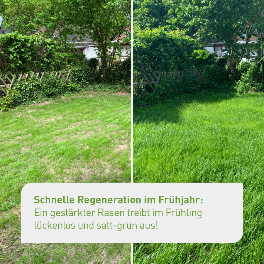 Regeneration des Rasens im Frühjahr