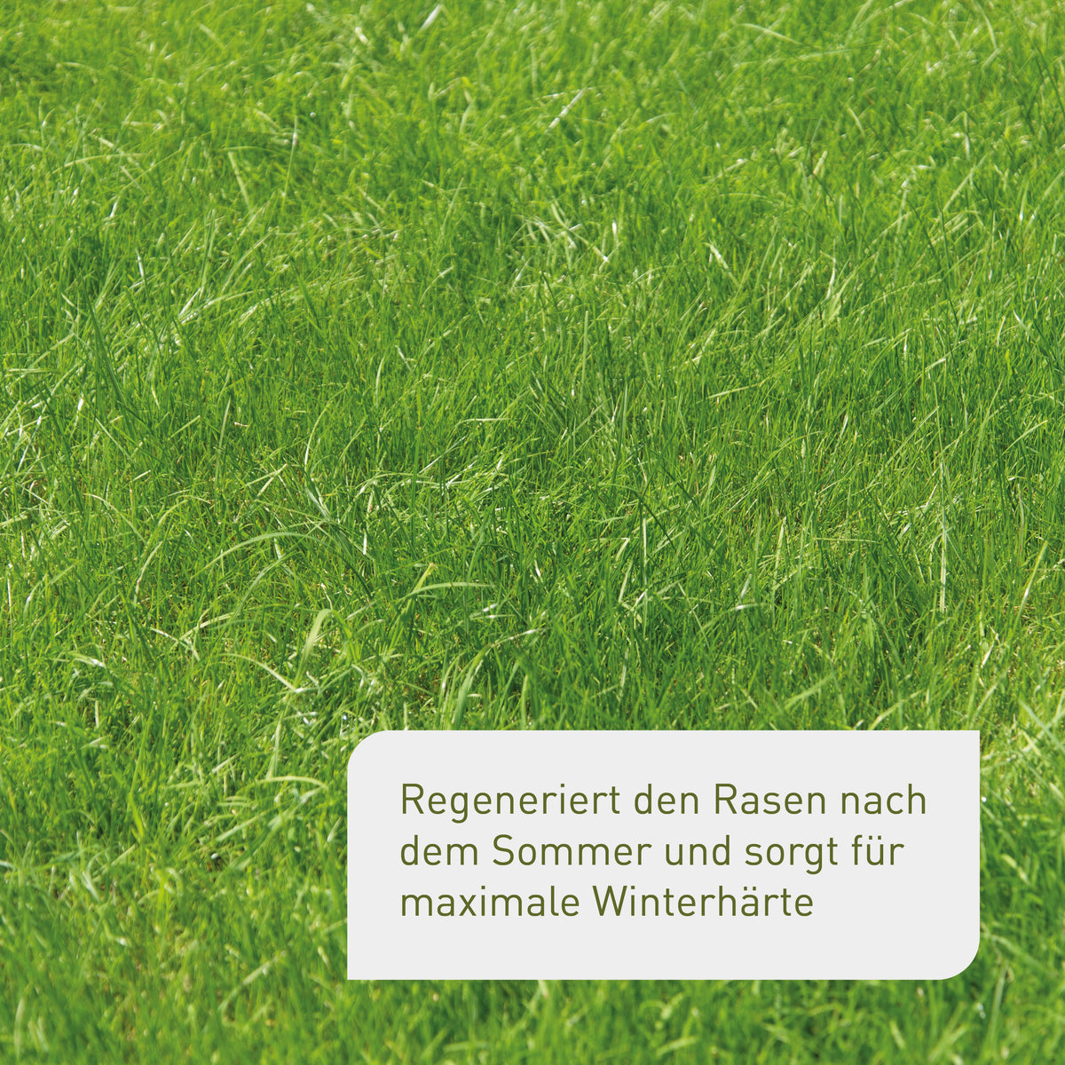 Winterfester Rasen grün und lang