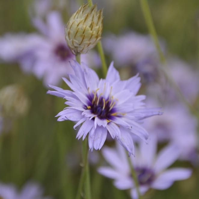 Rasselblume Violett