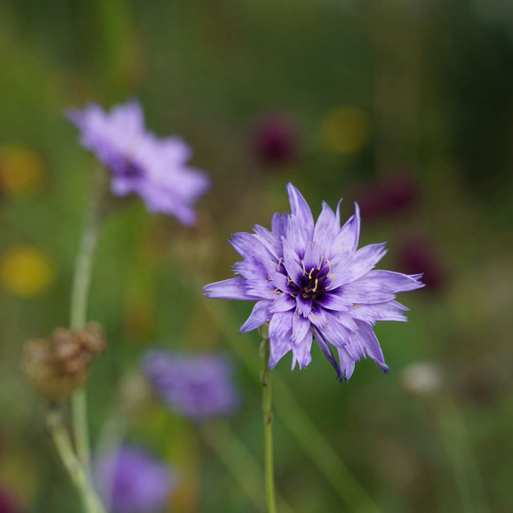 Rasselblume Violett