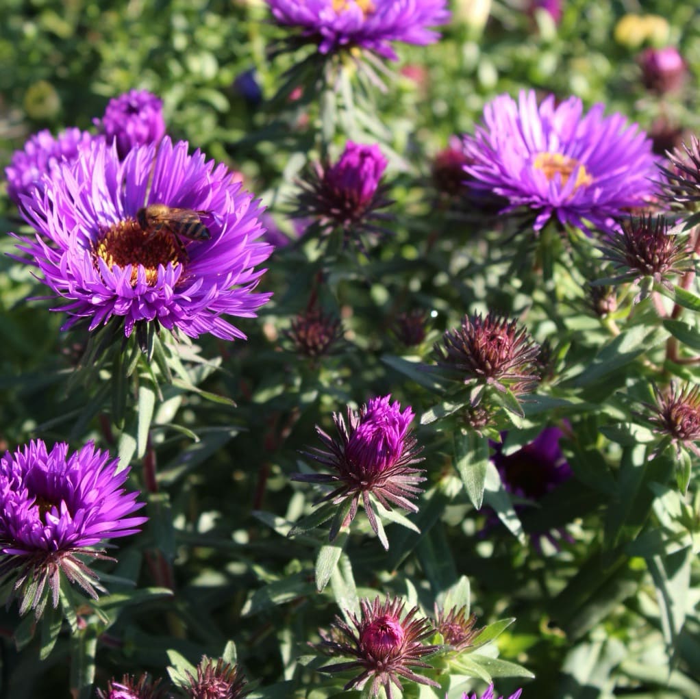 Rauhblatt-Aster 'Pruple Dome' Violett