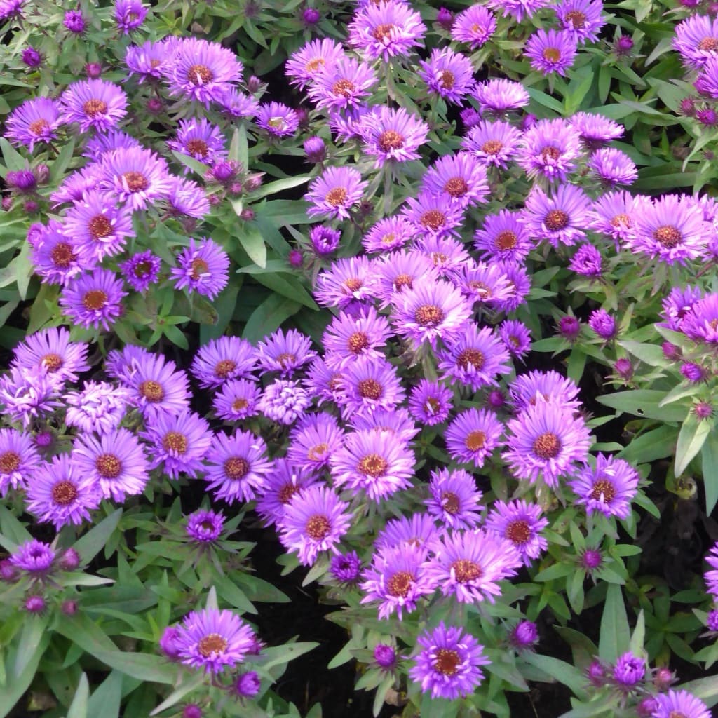 Rauhblatt-Aster 'Pruple Dome' Violett
