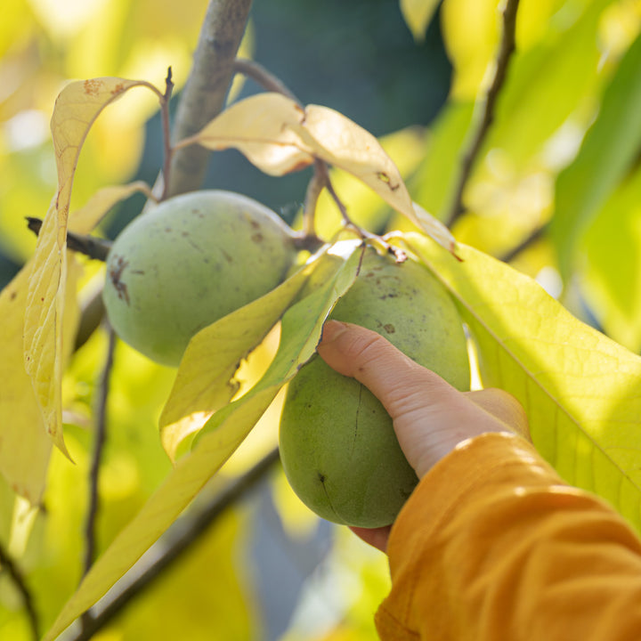 Mann pflückt reife Indianerbanane Pawpaw