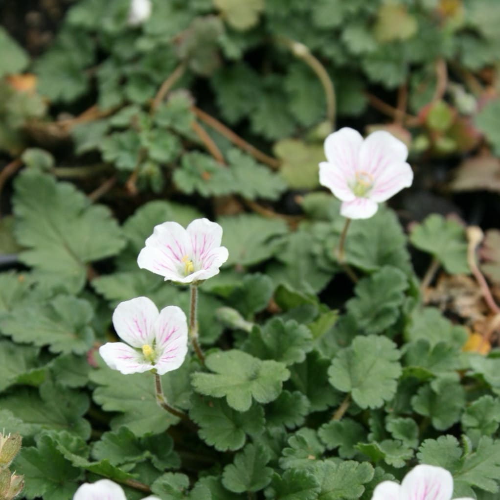 Reiherschnabel 'Album' Weiß