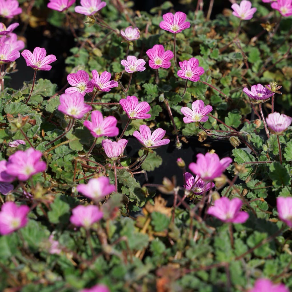 Reiherschnabel 'Bishop' Rosa