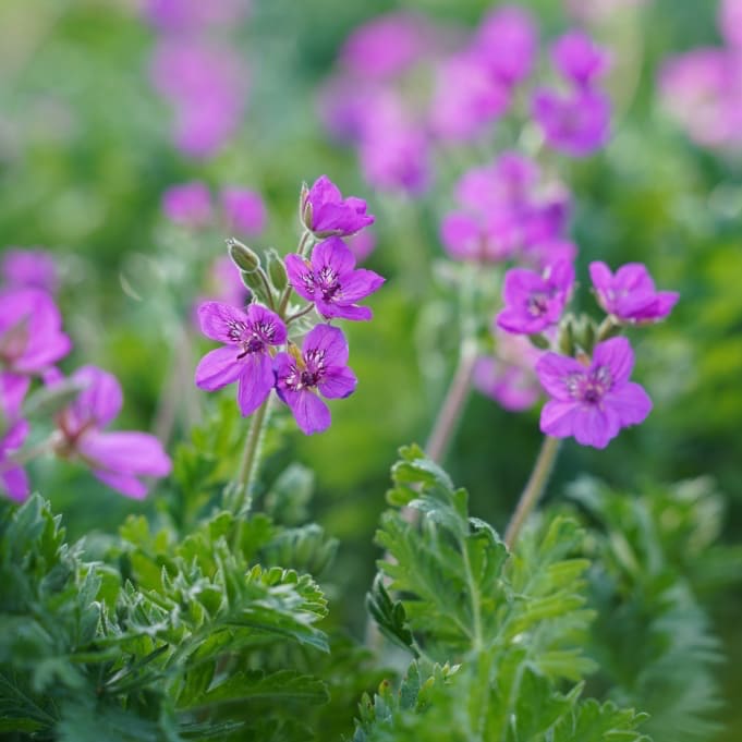 Reiherschnabel Violett