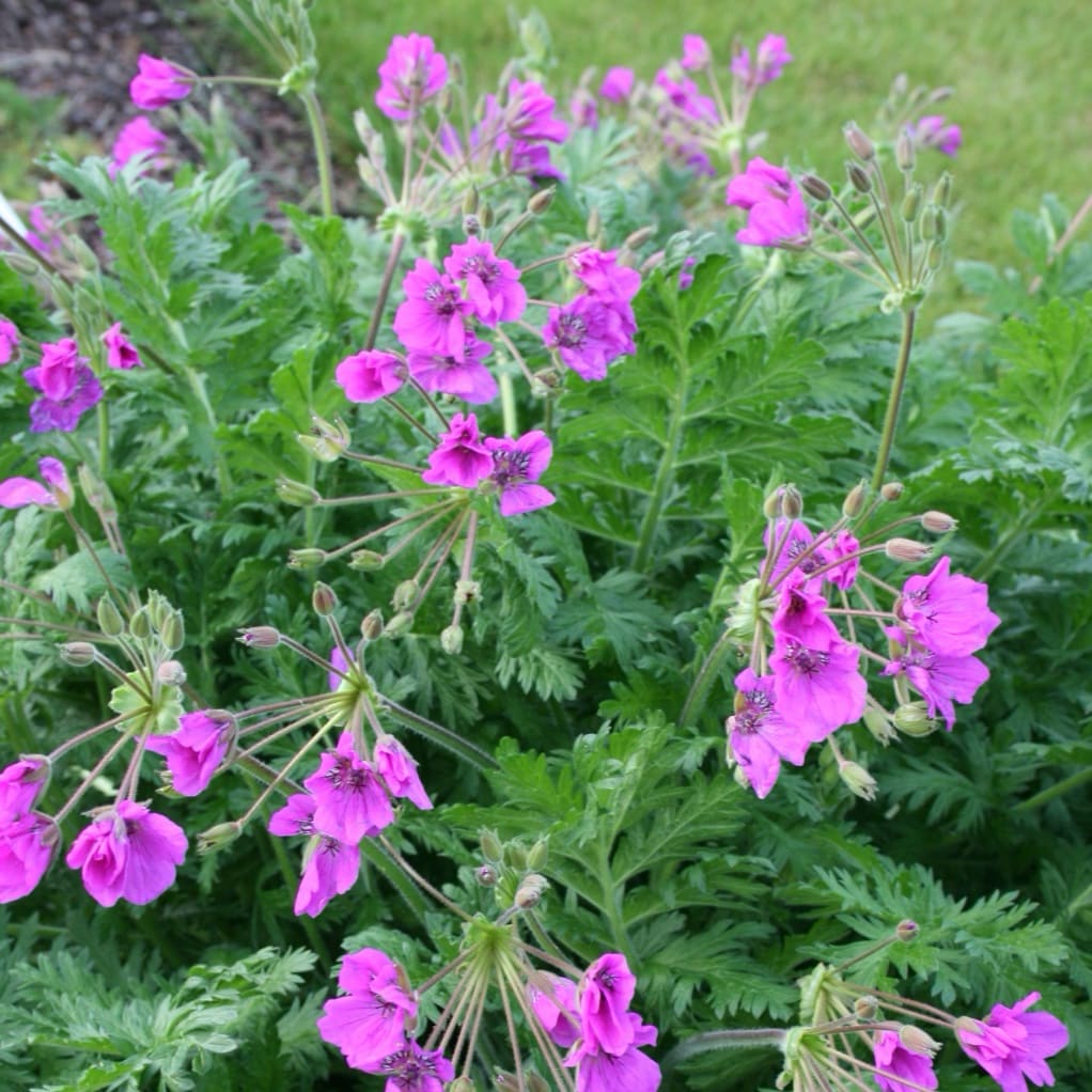 Reiherschnabel Violett