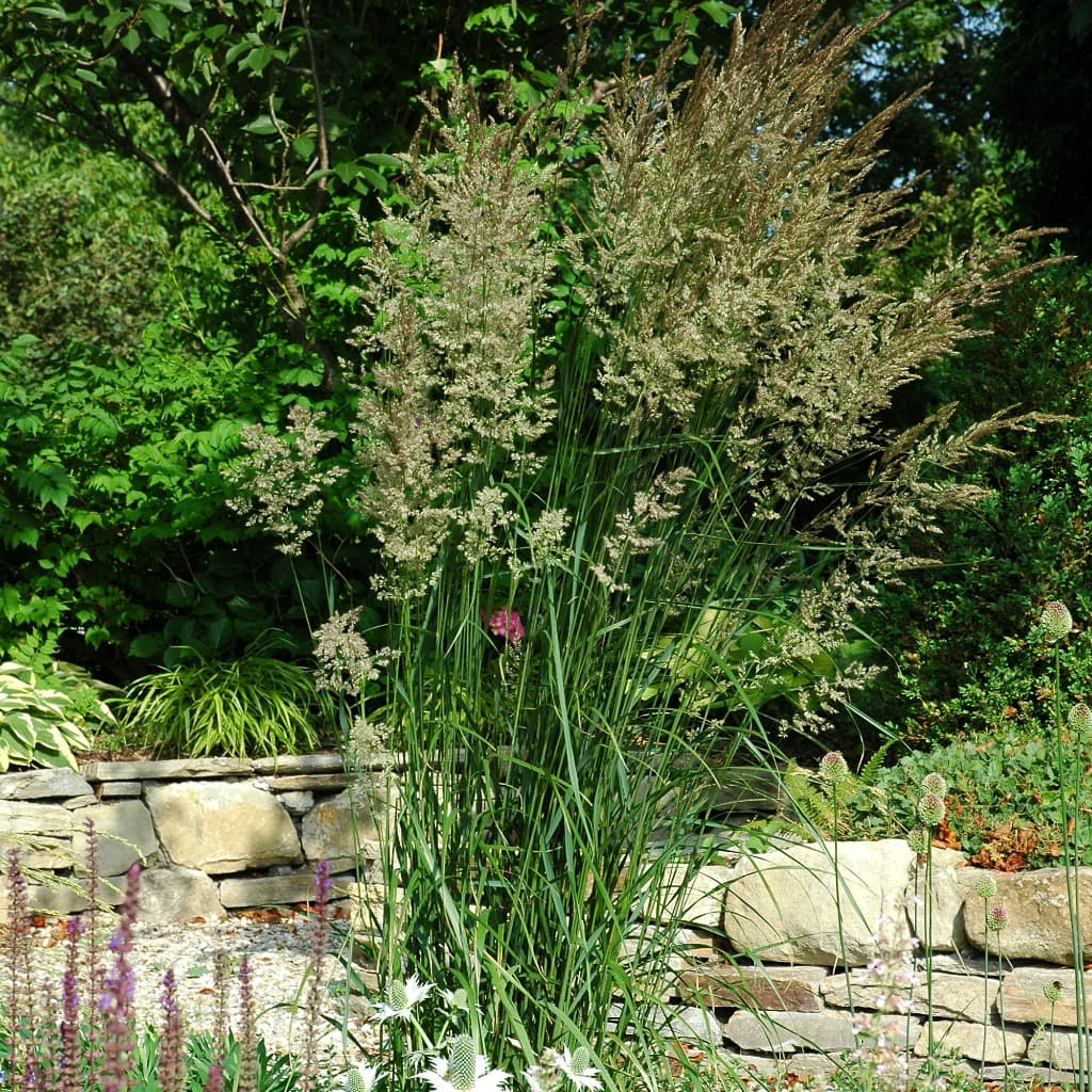 Reitgras 'Karl Foerster'